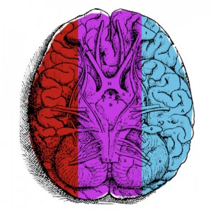 brains